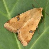 Совка шалфейная — Heliothis peltigera (Denis & Schiffermuller, 1775)