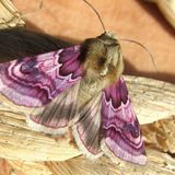 Совка шпорниковая — Periphanes delphinii (Linnaeus, 1758)