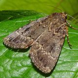 Совка пирамидальная / Amphipyra pyramidea (Linnaeus, 1758)