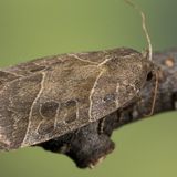 Совка острокрылая ивовая / Ipimorpha retusa (Linnaeus, 1761)