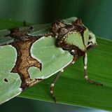 Совка роскошная / Staurophora celsia (Linnaeus, 1758)