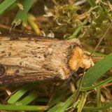 Совка земляная тёмнокрайняя — Axylia putris (Linnaeus, 1761)