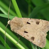 Совка восклицательная — Agrotis exclamationis (Linnaeus, 1758)