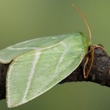 Челночница буковая — Pseudoips prasinana (Linnaeus, 1758)