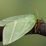 Челночница буковая / Pseudoips prasinana (Linnaeus, 1758)