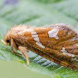 Тонкопряд вересковый — Phymatopus hecta (Linnaeus, 1758)