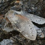 Вилохвост буковый — Stauropus fagi (Linnaeus, 1758)