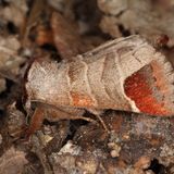 Кисточница хвостатая / Clostera curtula (Linnaeus, 1758)