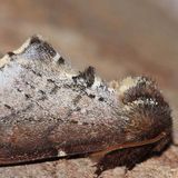 Хохлатка-кармелитка — Odonthosia carmelita (Esper, 1799)