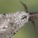 Вид: Гарпия большая — Cerura vinula (Linnaeus, 1758)