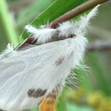 Желтогузка — Euproctis similis (Fuessly, 1775)