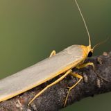 Лишайница тополевая — Eilema complana (Linnaeus, 1758)