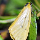 Лишайница молевидная жёлтая — Setina irrorella (Linnaeus, 1758)