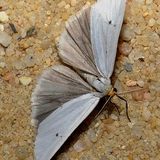 Вид: Медведица сетчатая — Coscinia cribraria (Linnaeus, 1758)