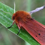 Толстянка бурая — Phragmatobia fuliginosa (Linnaeus, 1758)