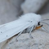 Медведица крапивная — Spilosoma urticae (Esper, 1789)