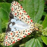 Медведица красноточечная / Utetheisa pulchella (Linnaeus, 1758)