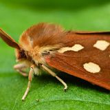 Медведица буро-жёлтая — Hyphoraia aulica (Linnaeus, 1758)