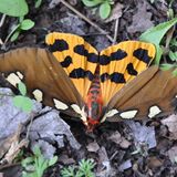 Медведица хозяйка — Pericallia matronula (Linnaeus, 1758)