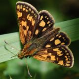 Толстоголовка лесная — Carterocephalus silvicolus (Meigen, 1829)