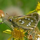 Толстоголовка запятая / Hesperia comma (Linnaeus, 1758)