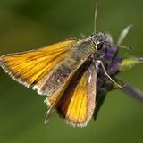 Толстоголовка сельская / Thymelicus sylvestris (Poda, 1761)