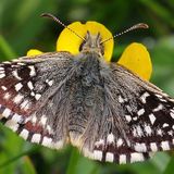 Толстоголовка мальвовая / Pyrgus malvae (Linnaeus, 1758)