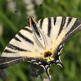 Хвостоносец Подалирий / Iphiclides podalirius (Linnaeus, 1758)