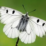 Вид: Аполлон Мнемозина — Parnassius mnemosyne (Linnaeus, 1758)