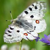 Аполлон обыкновенный — Parnassius apollo (Linnaeus, 1758)