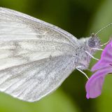 Беляночка горошковая западная / Leptidea sinapis (Linnaeus, 1758)