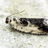 Листовёртка серпокрылая осиновая — Ancylis laetana (Fabricius, 1775)