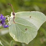 Лимонница обыкновенная / Gonepterix rhamni (Linnaeus, 1758)