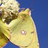 Желтушка луговая / Colias hyale (Linnaeus, 1758)