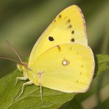 Желтушка степная — Colias erate (Esper, 1805)