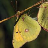 Желтушка Мирмидона — Colias myrmidone (Esper, 1781)