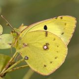 Желтушка золотистая — Colias chrysotheme (Esper, 1781)