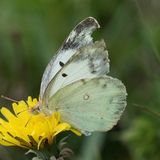 Желтушка торфяная / Colias palaeno (Linnaeus, 1758)