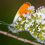 Зорька обыкновенная / Anthocharis cardamines (Linnaeus, 1758)