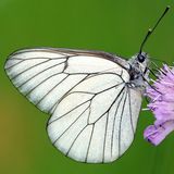 Боярышница / Aporia crataegi (Linnaeus, 1758)