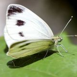 Белянка капустная — Pieris brassicae (Linnaeus, 1758)