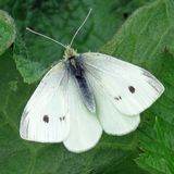 Белянка репная — Pieris rapae (Linnaeus, 1758)