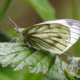 Белянка брюквенная / Pieris napi (Linnaeus, 1758)