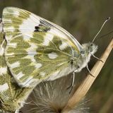 Белянка рапсовая / Pontia daplidice (Linnaeus, 1758)