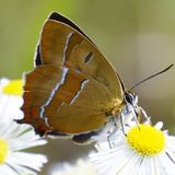 Зефир берёзовый — Thecla betulae (Linnaeus, 1758)