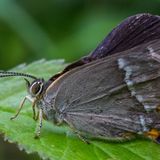 Зефир дубовый / Quercusia quercus (Linnaeus, 1758)