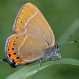 Хвостатка сливовая — Satyrium pruni (Linnaeus, 1758)