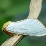 Тонкопряд хмелевый — Hepialus humuli (Linnaeus, 1758)