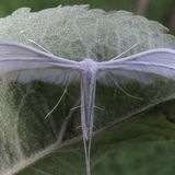 Пальцекрылка цельнокрылая — Agdistis adactyla (Linnaeus, 1758)