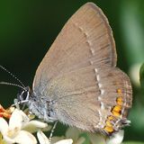 Хвостатка акациевая / Satyrium acaciae (Fabricius, 1787)